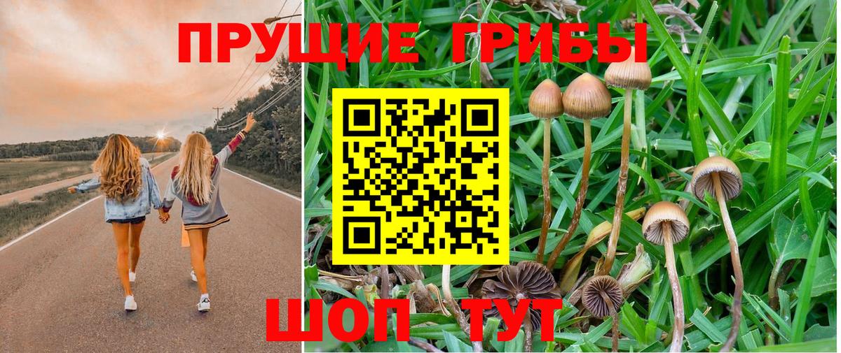 Галлюциногенные грибы Psilocybine cubensis Черняховск