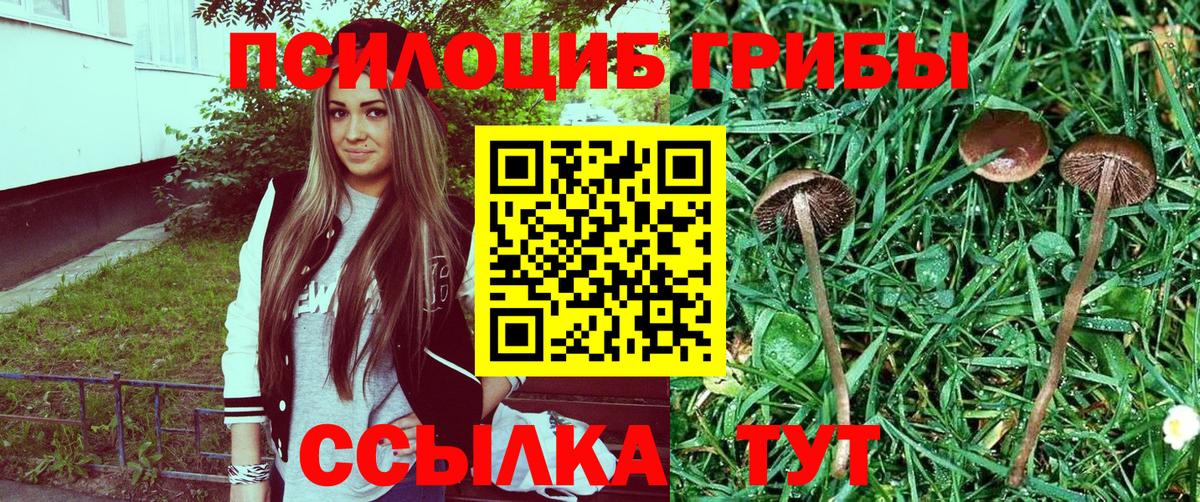 Псилоцибиновые грибы ЛСД  Вход с VPN  Галлюциногенные грибы Psilocybe  Черняховск 